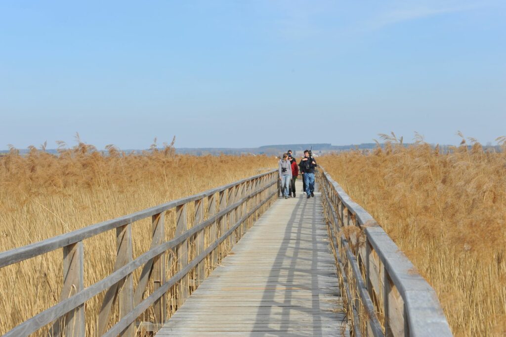 Holzsteg durch Schilflandschaft am Federsee, auf dem mehrere Spaziergänger unterwegs sind